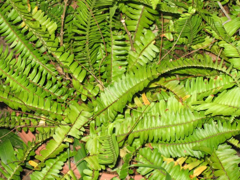 Ferns