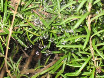 Web and Rosemary
