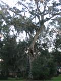 Crooked Oak Tree