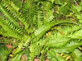 Ferns