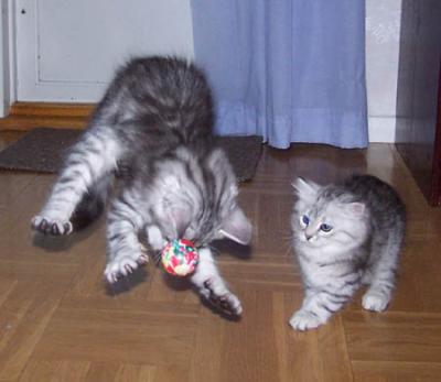 Drozd & Dosifeij