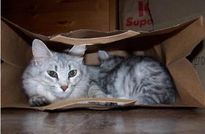 No hiding place from hungry babies...