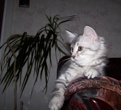 Drozd blomma.jpg