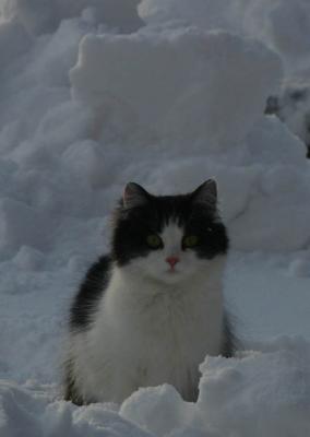 Snow.jpg