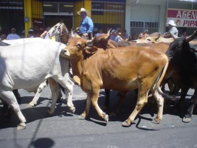 Liberia livestock
