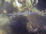 trumpetfish