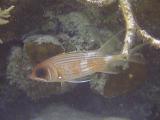 squirrelfish