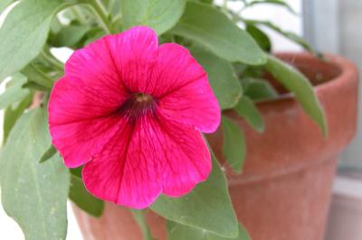 Petunia