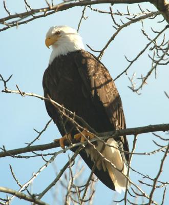 bald eagle