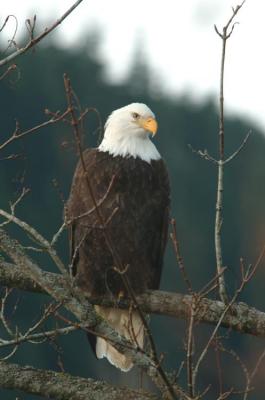 bald eagle