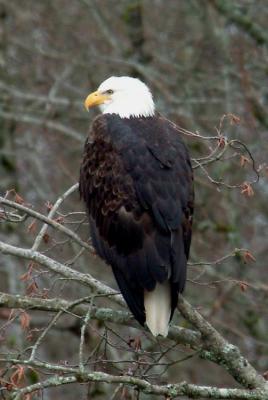 bald_eagles