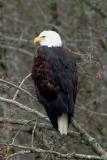 bald_eagles