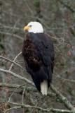 bald eagle