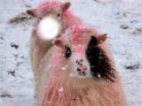 Pinky sheep in a snow storm