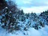 Snowy trees in Gundadal