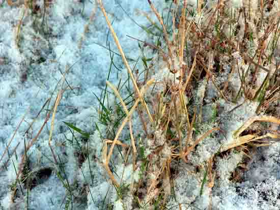 Snow and grass