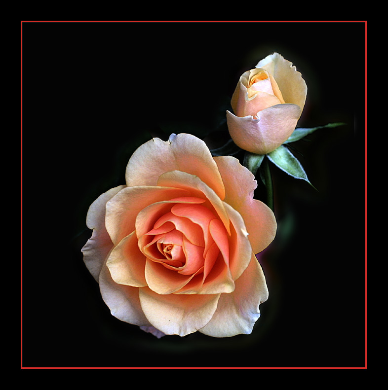 Just a rose