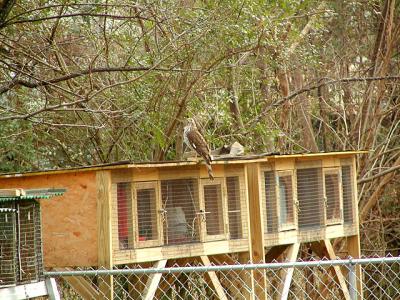 Hawk 1640x480.jpg