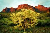 Cholla