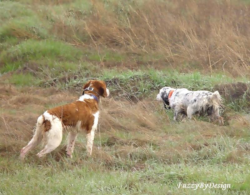 Jeb Honoring Setter Point