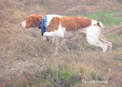 Jeb  A Wonderful Bird Dog and Companion