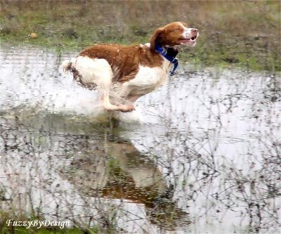 Jeb Splashing Full Speed