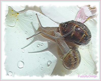Snail Passion On a Rose Petal