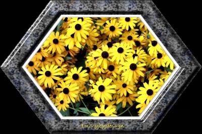 Black Eyed Susans