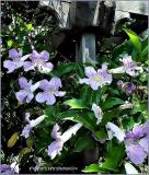 trellis fantasy