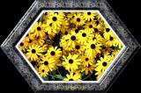 Black Eyed Susans