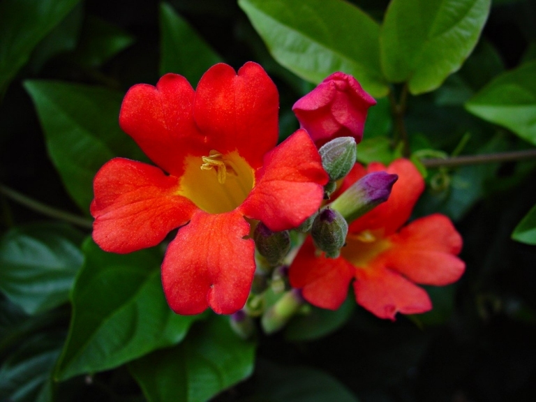 original red flower used for my fantasy pix reduced size.jpg