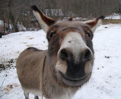 u39/fz10group/medium/39393145.donkeygrinweb.jpg