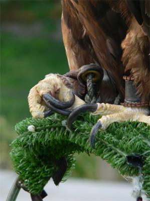 u39/fz10group/medium/39434995.EagleTalons.jpg