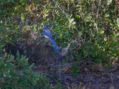 u39/gailb/medium/32429571.scrubbluejay.jpg