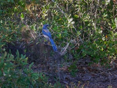 scrub jay