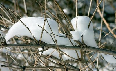 snow twig