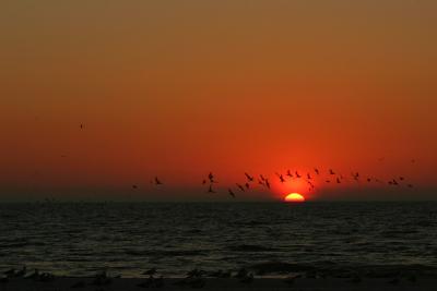 Gulls at Sunset