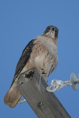 Red-tailed Hawk, Light Morph