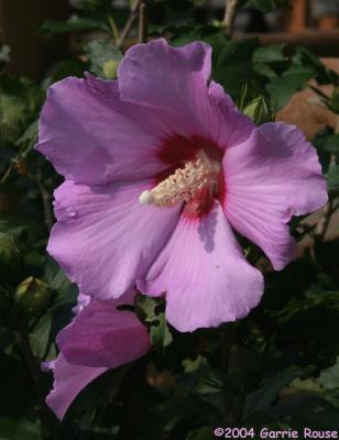 Rose of Sharon