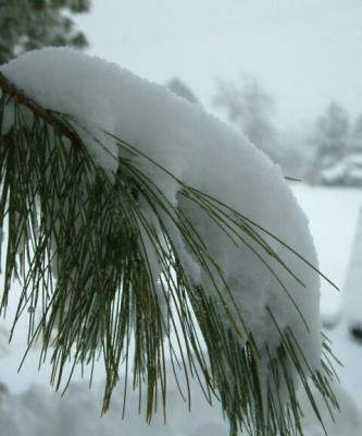Snow on Pine Needles