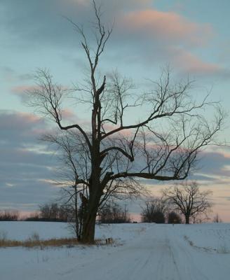 Lonesome Tree