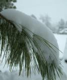 Snow on Pine Needles