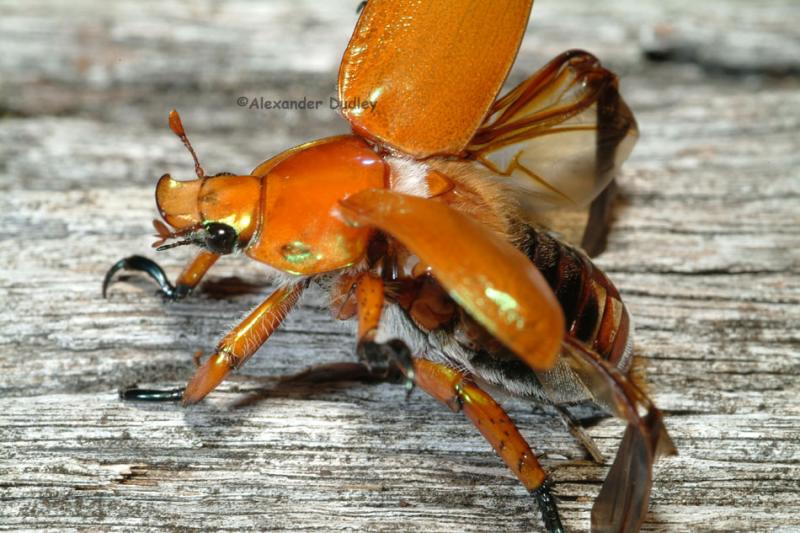 Coleoptera: Scarabidae: Anoplognathus rugosus