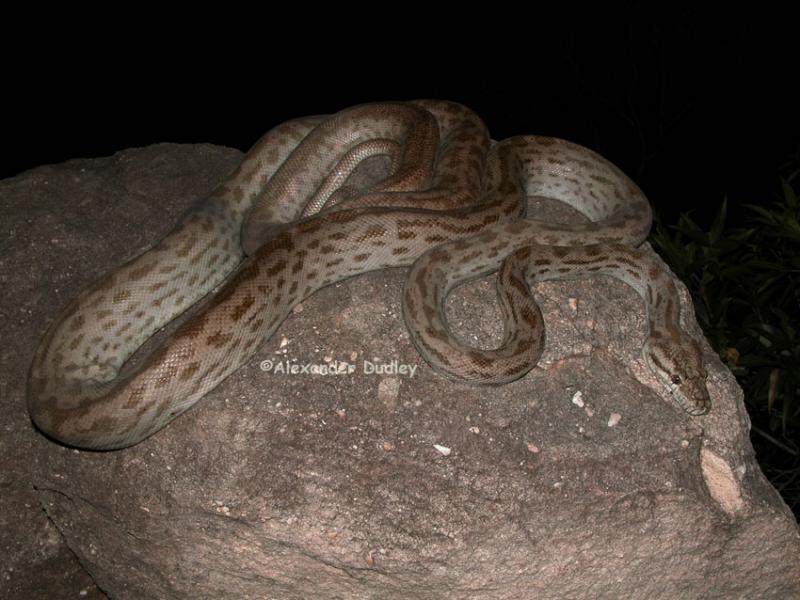 Oenpelli Python