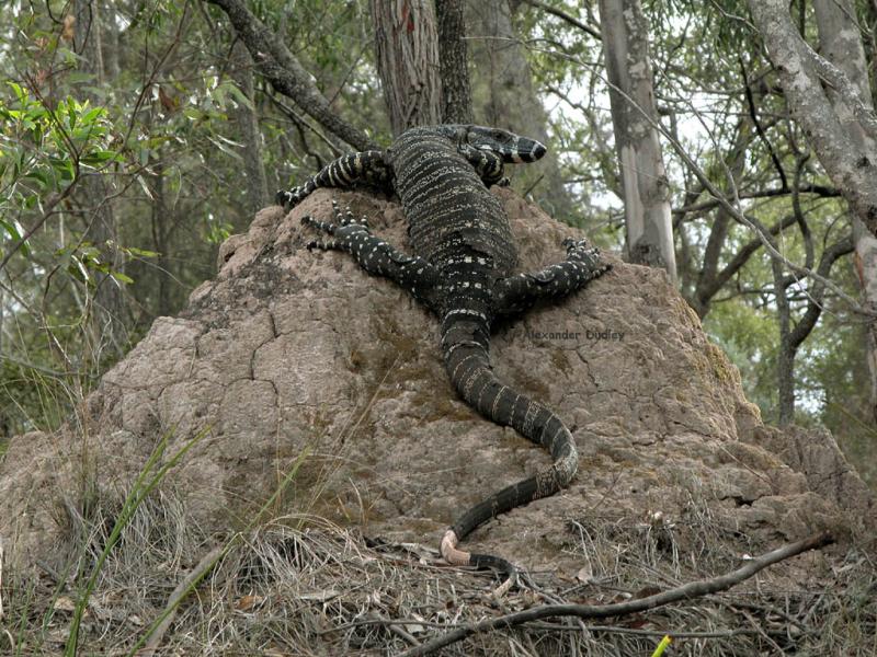 Lace Monitor