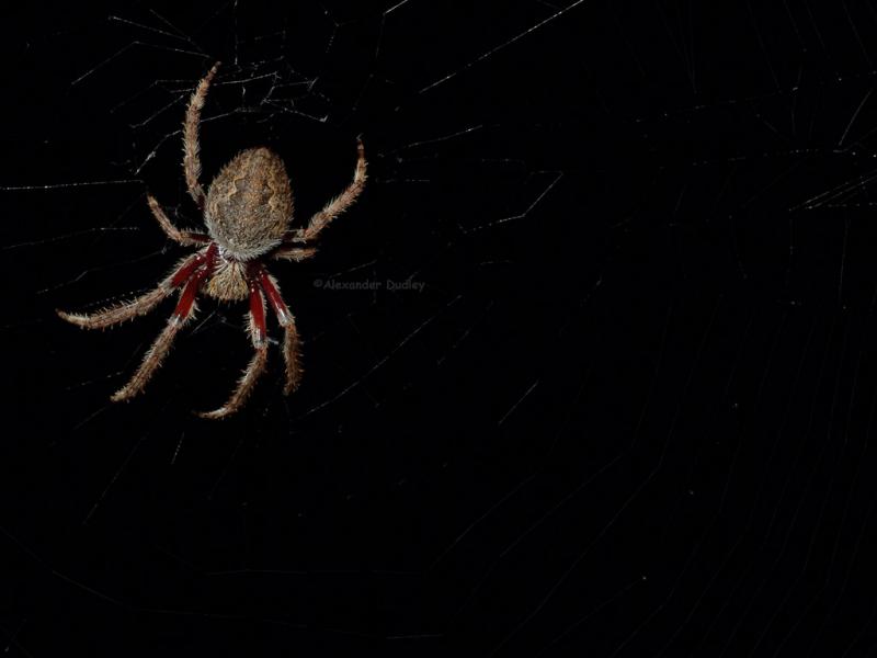 Orb weaver 2