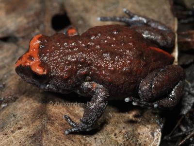 Australian Water Frogs - Family Myobatrachidae