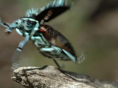 Weevils have wings too.