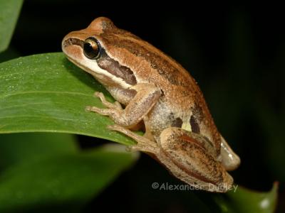 Verreaux's tree frog, Rawlinsonia verreauxi