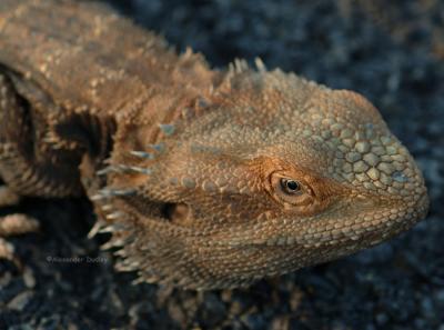 Eastern Bearded Dragon